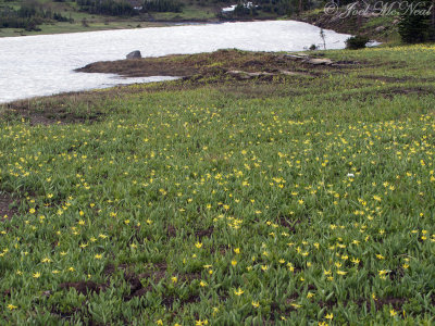 Glacier Lily: - Glacier National Park; Glacier Co., MT