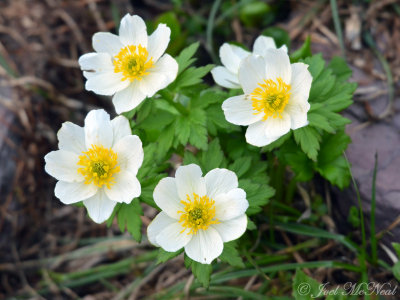 American Globelflower: Trollius laxus ssp. albiflorus- Glacier National Park; Glacier Co., MT