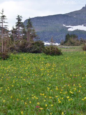 Alpine Paintbrush (Castilleja rhexifolia) and Glacier Lilies (Erythronium grandiflorum)- Glacier National Park