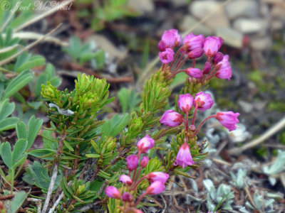 Pink Mountain-heather: Phyllodoce empetriformis- Glacier National Park