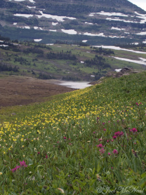 Alpine Paintbrush (Castilleja rhexifolia) and Glacier Lilies (Erythronium grandiflorum)- Glacier National Park
