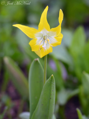 Glacier Lily: Erythronium grandiflorum- Glacier National Park