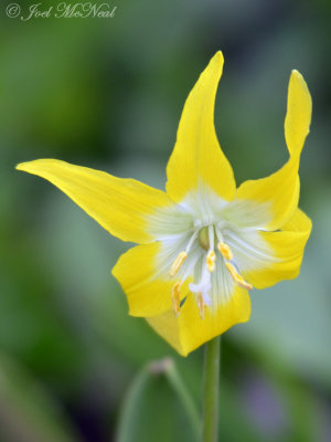 Glacier Lily: Erythronium grandiflorum- Glacier National Park