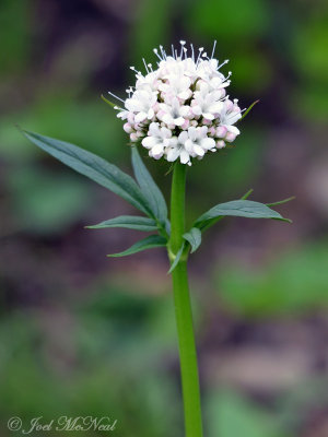 Sitka Valerian: Valeriana sitchensis- Glacier National Park