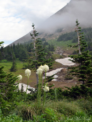 Beargrass: Xerophyllum tenax- Glacier National Park