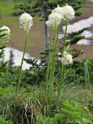 Beargrass: Xerophyllum tenax- Glacier National Park