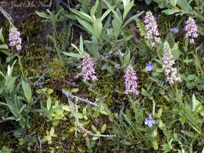 Elephant's-head Lousewort: Pedicularis groenlandica growing with Pinguicula vulgaris- Glacier National Park