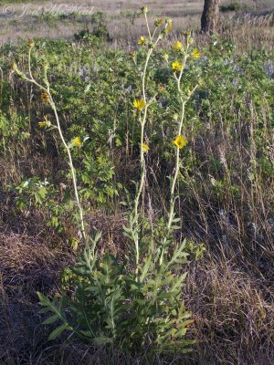 Compass Plant: Silphium laciniatum- Konza Prairie; Riley Co., KS
