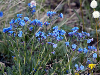 Howard's Alpine Forget-me-not: Eritrichium howardii- Beartooth Pass; Park Co., WY