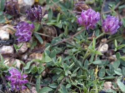 Alpine Clover: Trifolium dasyphyllum- Beartooth Pass; Park Co., WY