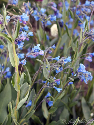 Alpine Bluebells: Mertensia alpina- Beartooth Pass; Park Co., WY