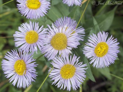 Showy Fleabane: Erigeron speciosus- Glacier National Park; Glacier Co., MT