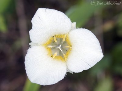 Pointedtip Mariposa Lily: Calochortus apiculatus- Glacier National Park; Glacier Co., MT