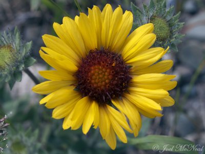 Blanketflower: Gaillardia aristata- Glacier National Park; Glacier Co., MT