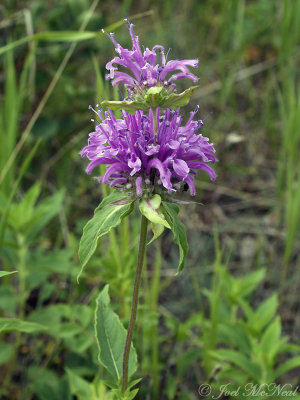 Wild Bergamot: Monarda fistulosa- Glacier National Park; Glacier Co., MT