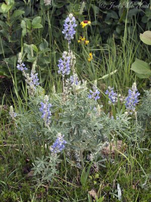 Silky Lupine: Lupinus sericeus- Glacier National Park; Glacier Co., MT