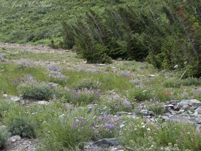 Penstemon and Indian Paintbrush covering a rocky slope- Glacier National Park; Glacier Co., MT