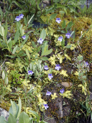 Common Butterwort: Pinguicula vulgaris- Glacier National Park; Glacier Co., MT
