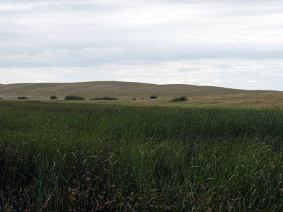 Medicine Lake NWR: Sheridan Co., MT