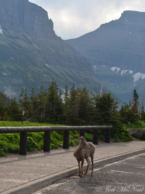 Bighorn Sheep: Glacier National Park, Glacier Co., MT