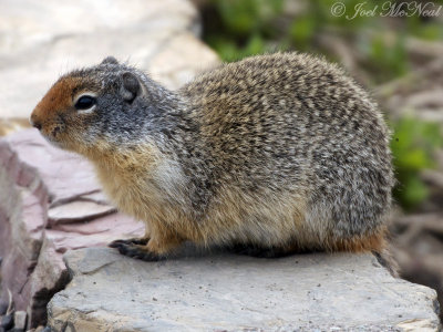 Columbia Ground Squirrel: Glacier National Park, Glacier Co., MT