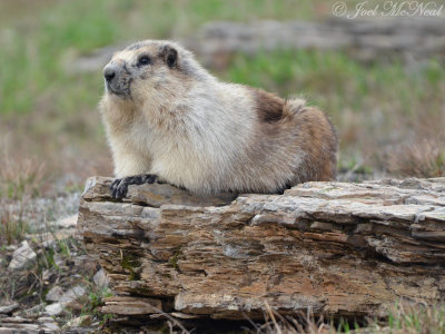 Western U.S. Mammals