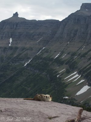 Hoary Marmot enjoying the view: Glacier National Park, Glacier Co., MT