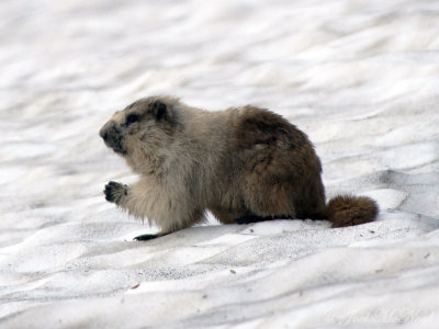 Hoary Marmot enjoying what's left of the snow: Glacier National Park, Glacier Co., MT