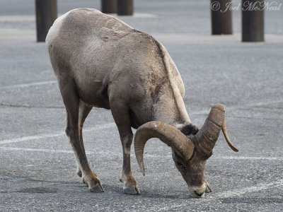 Bighorn Sheep: Glacier National Park, Glacier Co., MT