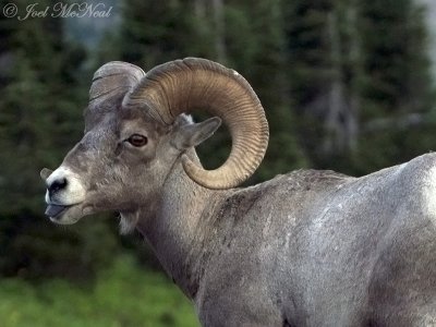 Bighorn Sheep: Glacier National Park, Glacier Co., MT