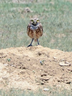 Burrowing Owl on a prairie dog mound: Morgan Co., CO