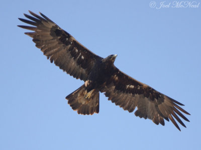 Golden Eagle: Pawnee National Grassland, Weld Co., CO