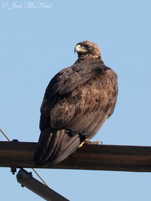 Golden Eagle: Pawnee National Grassland, Weld Co., CO