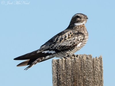 Common Nighthawk: Pawnee National Grassland, Weld Co., CO