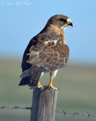Swainson's Hawk: Pawnee National Grassland, Weld Co., CO