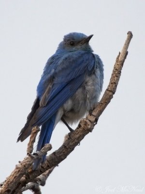 male Mountain Bluebird: Albany Co., WY