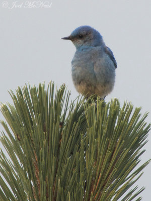 male Mountain Bluebird: Albany Co., WY