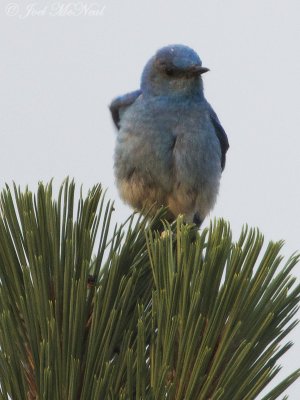 male Mountain Bluebird: Albany Co., WY