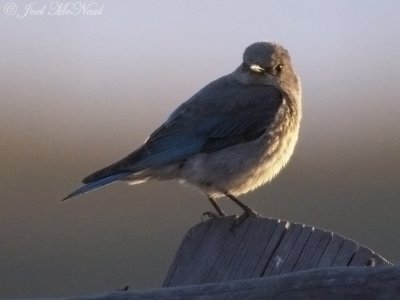 female Mountain Bluebird: Albany Co., WY