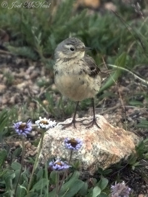 American Pipit: Beartooth Pass, Park Co., WY