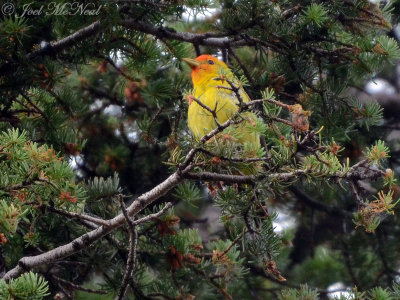 Western Tanager: Glacier National Park, Glacier Co., MT