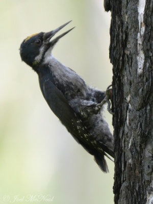 Black-backed Woodpecker: Glacier National Park, Flathead Co., MT