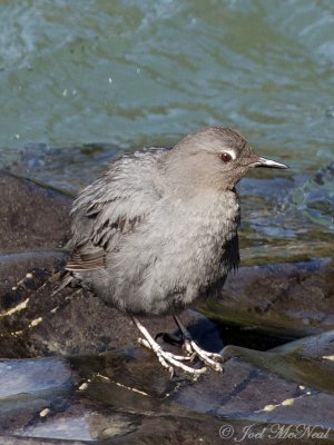 American Dipper: Glacier National Park, Flathead Co., MT