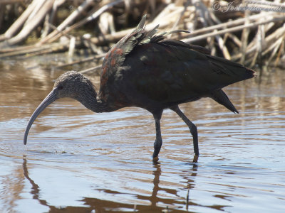 White-faced Ibis