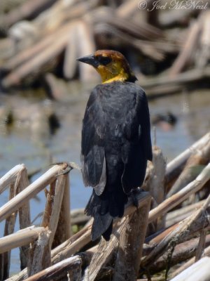 Yellow-headed Blackbird: Bowdoin NWR, Phillips Co., MT