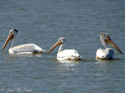 American White Pelicans: Bowdoin NWR, Phillips Co., MT