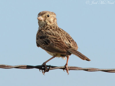 Vesper Sparrow: Medicine Lake NWR, Sheridan Co., MT