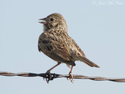 Vesper Sparrow: Medicine Lake NWR, Sheridan Co., MT