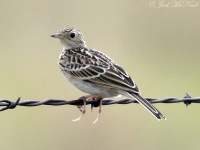 Sprague's Pipit: Medicine Lake NWR, Sheridan Co., MT