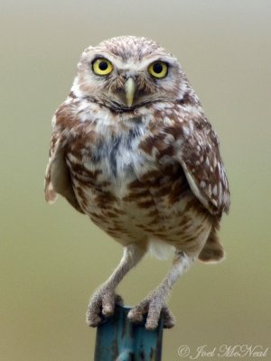 Burrowing Owl: Medicine Lake NWR, Sheridan Co., MT